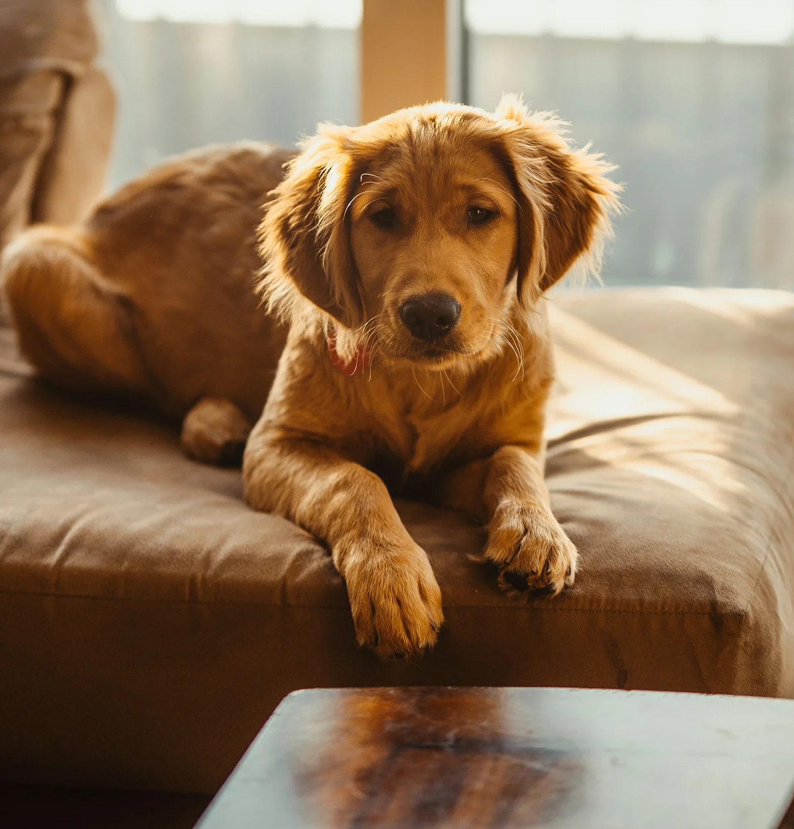 Dog sitting on edge of couch in the sunlight.